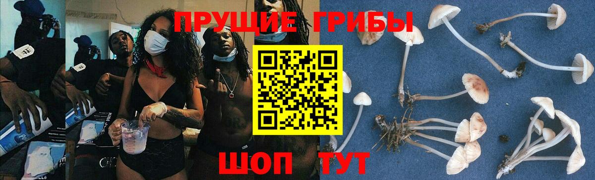 Губкинский  Псилоцибиновые грибы мухоморы  Вход с VPN 
